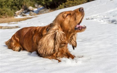 do cocker spaniels bark a lot.